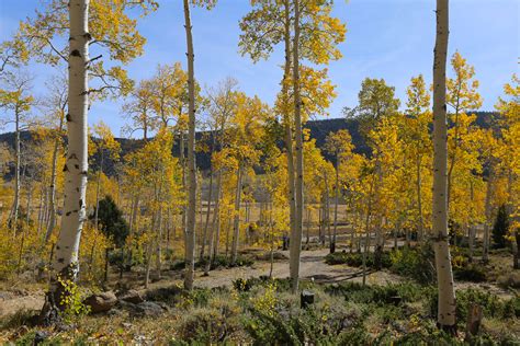 If you grow stands primarily for sawtimber, they should generally be harvested between ages 55 and 65. . Aspen sprout bouncing